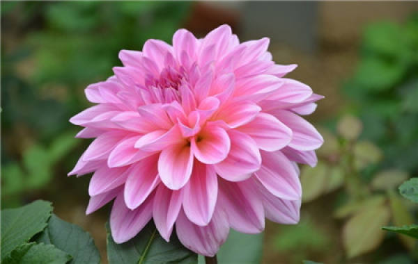 Dahlia blossom
