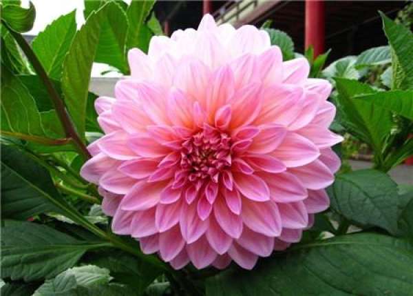 Dahlia blossom