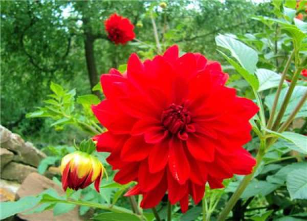 Dahlia blossom