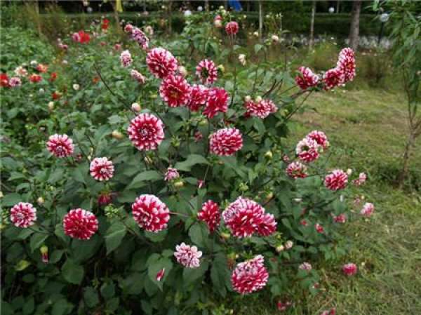 Dahlia blossom