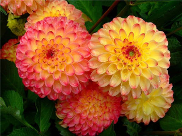 Appreciation of dahlia pictures