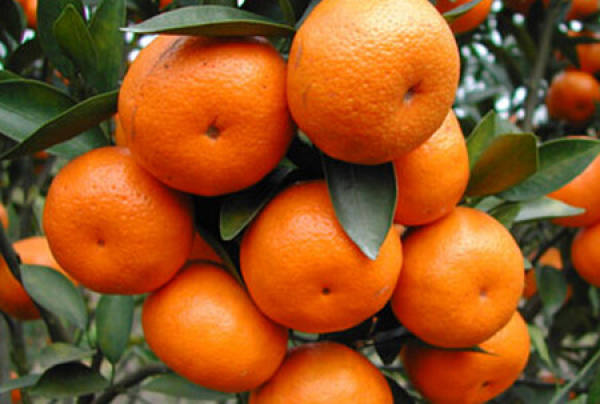 The Significance of Buying New Year's Oranges in the Spring Festival