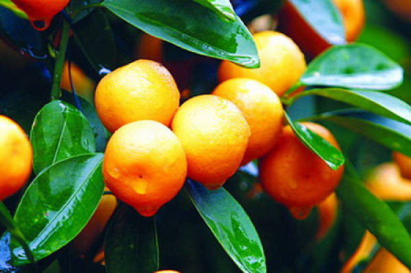 What should we pay attention to when choosing and placing oranges?