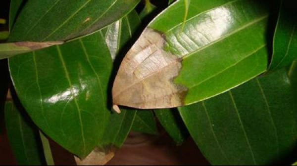 Yellow Leaves Caused by Improper Watering of Ping'an Tree