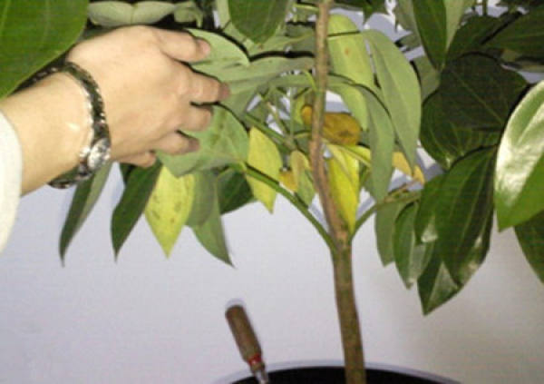 Yellow Leaves Caused by Improper Watering of Ping'an Tree