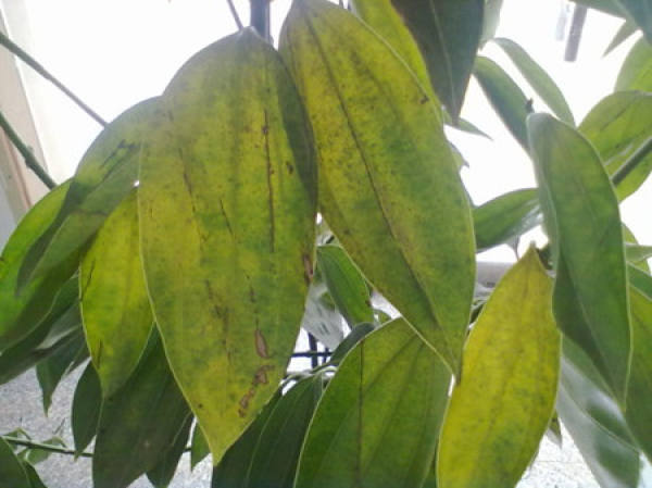 Yellow Leaves Caused by Improper Watering of Ping'an Tree