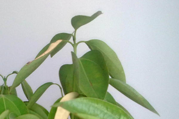 the leaves of Ping'an tree are yellow due to improper watering