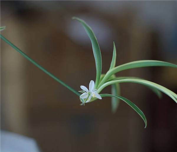 The role of Chlorophytum comosum