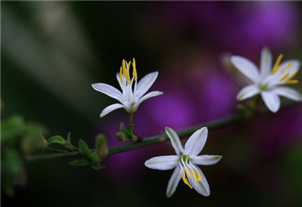 The role of Chlorophytum comosum