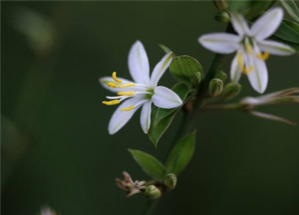 The role of Chlorophytum comosum