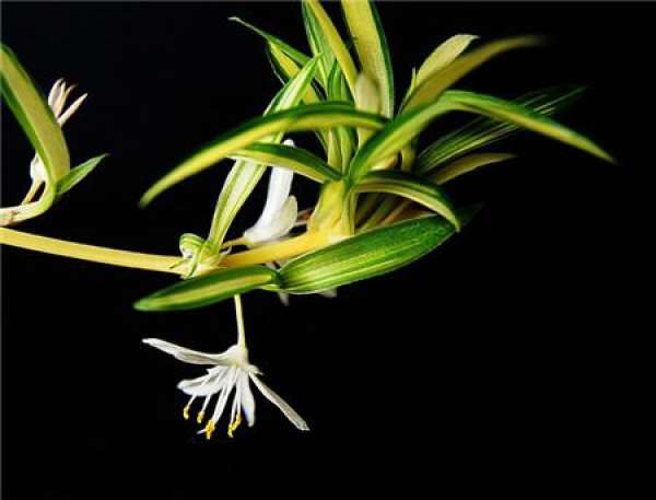 function of Chlorophytum