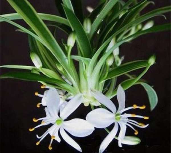 function of Chlorophytum