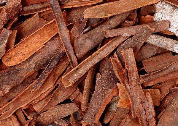 Cinnamomum pinganense
