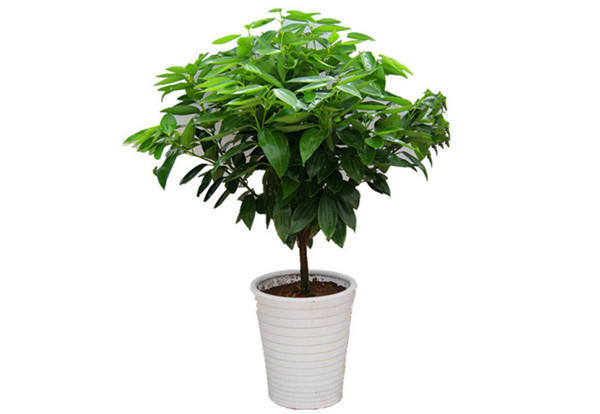 Cinnamomum pinganense