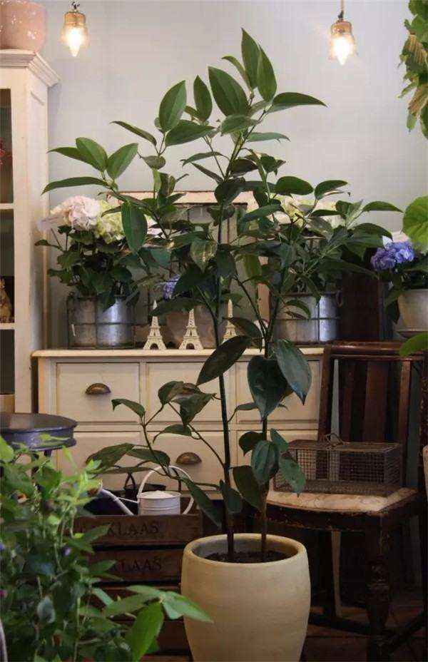 Ping'an tree cinnamon