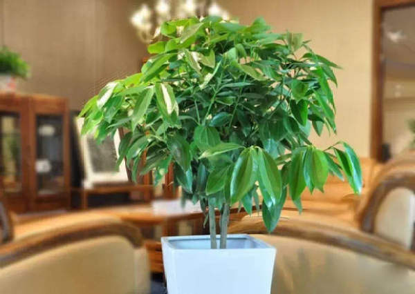 Ping'an tree cinnamon