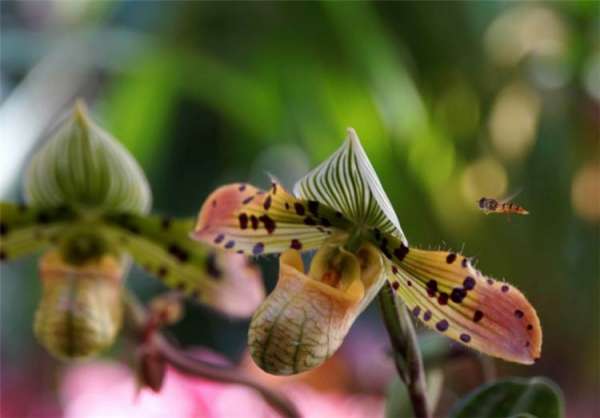 Orchid Picture