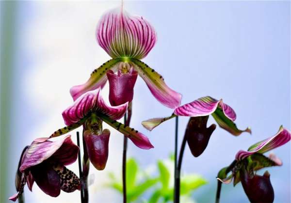 Orchid Picture