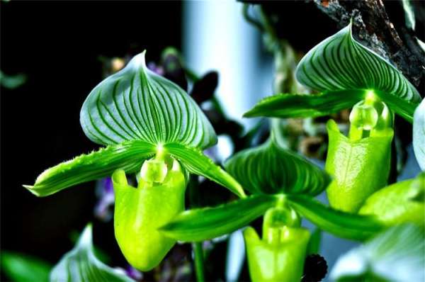 Orchid Picture