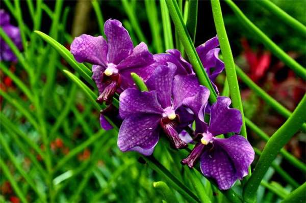 Orchid Picture
