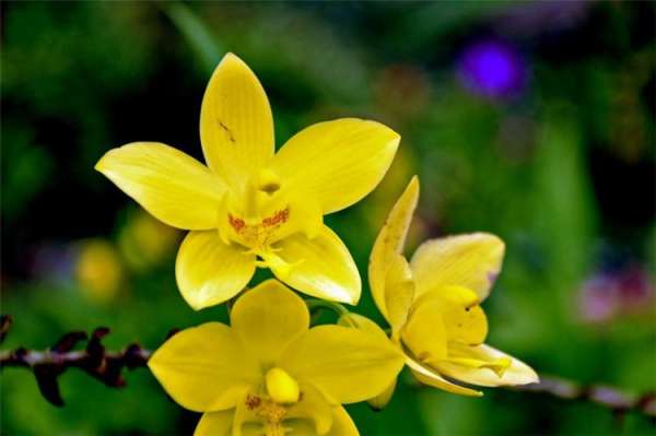 Orchid Picture