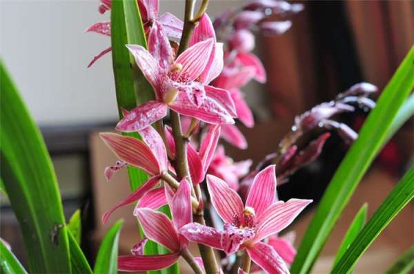 Orchid Picture