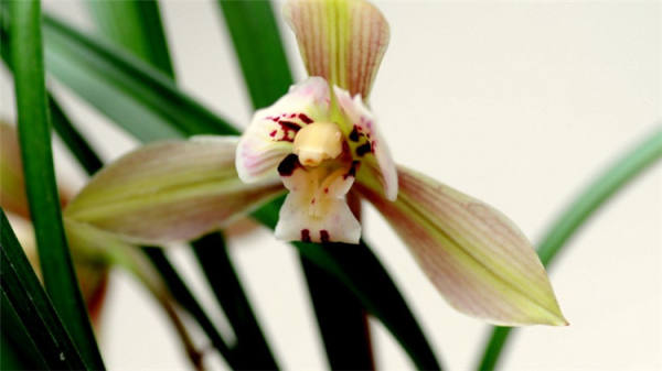 Orchid Picture