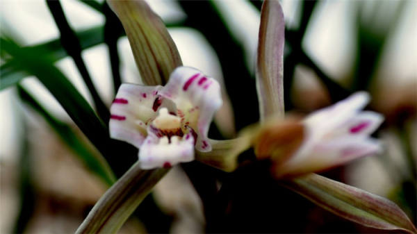 Orchid Picture