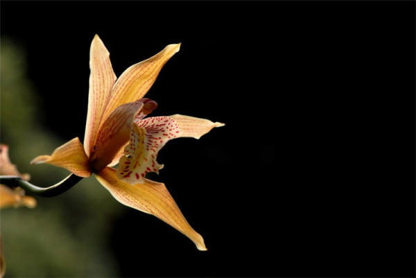 Orchid Picture
