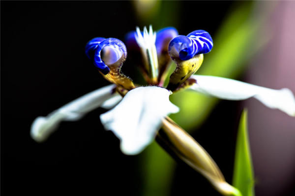 Orchid Picture