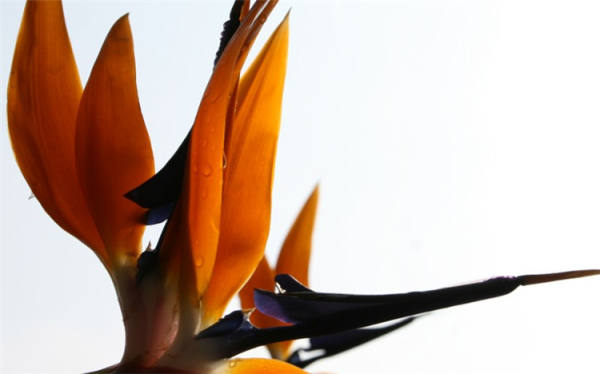 Orchid Picture