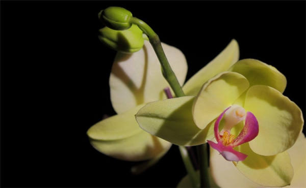 Orchid Picture