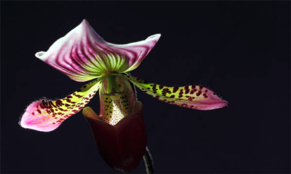 orchid picture