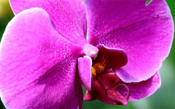 Orchid Picture