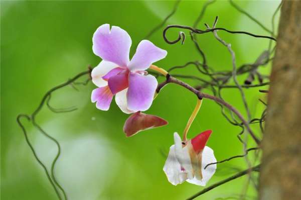 orchid picture