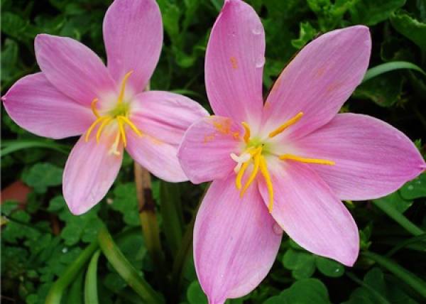 The growing environment of orchids