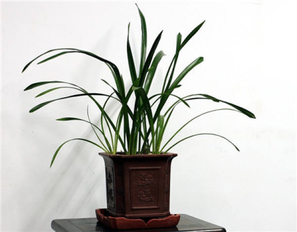 The growing environment of orchids