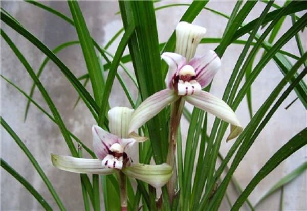 The growing environment of orchids