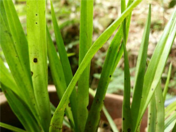 The growing environment of orchids