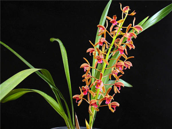 Epiphytic orchid