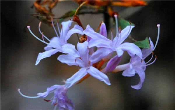 Epiphytic orchid