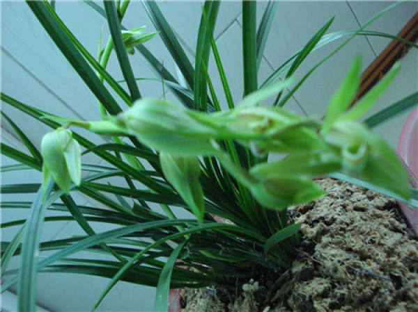 Epiphytic orchid