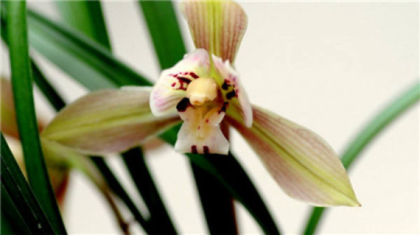 Epiphytic orchid