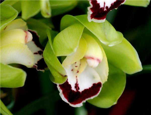 Epiphytic orchid