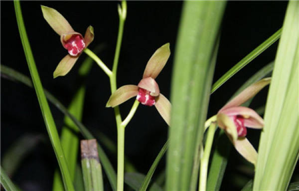 Epiphytic orchid