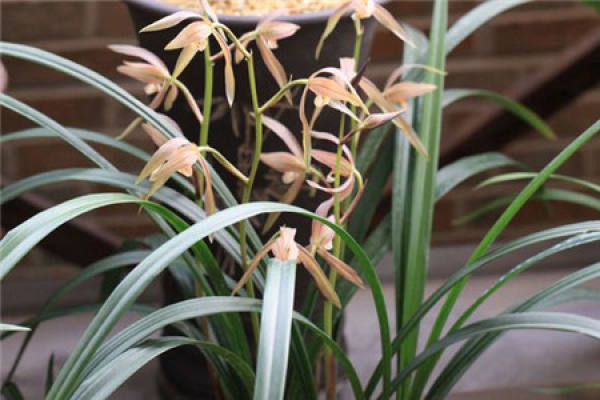 Epiphytic orchid