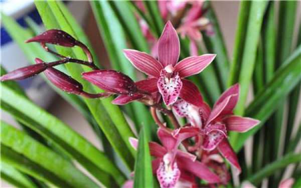 Epiphytic orchid