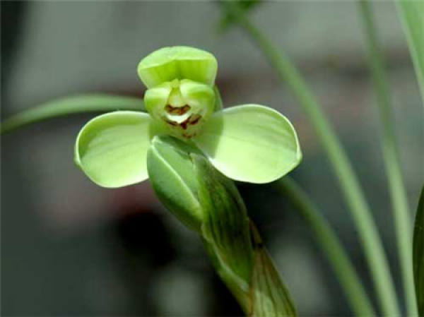 Epiphytic orchid
