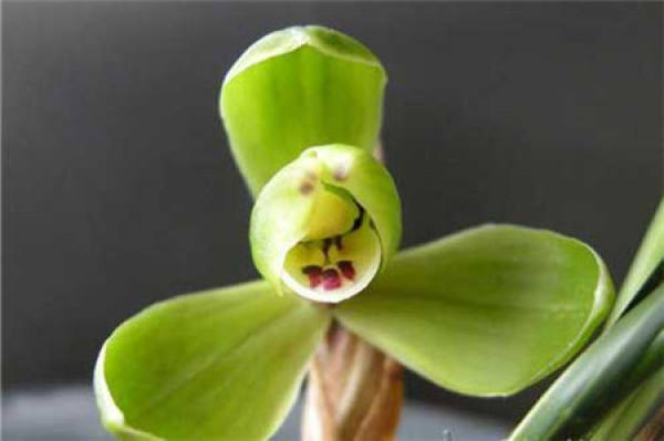 Epiphytic orchid