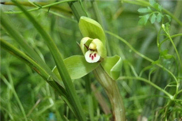 Epiphytic orchid